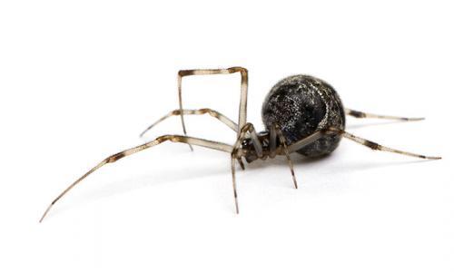 Common house spider - Achaearanea tepidariorum in front of a white background